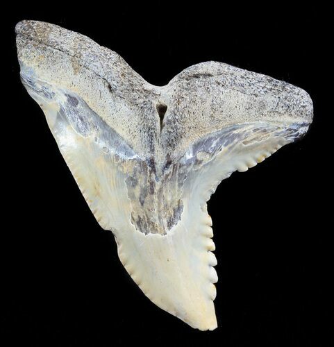 Large, Hemipristis Shark Tooth Fossil - Virginia #50033